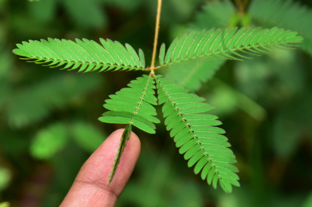 Planta dormideira descubra o que ela desperta em você